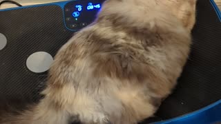 Fluffy Feline Enjoys a Ride on Vibration Plate