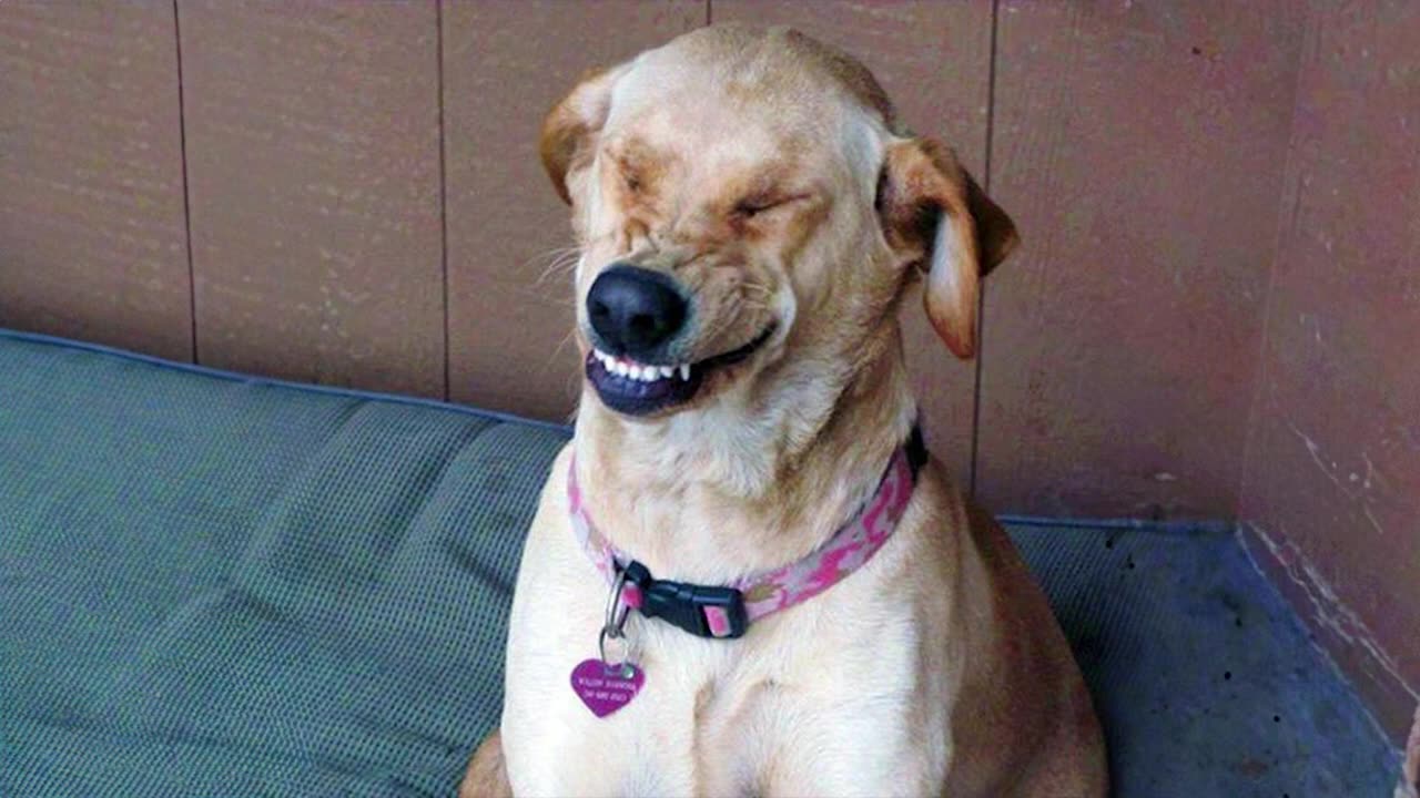 The FUNNIEST Animal 2024 make us LAUGH 😺🐶 Funniest Cats and Dogs Videos