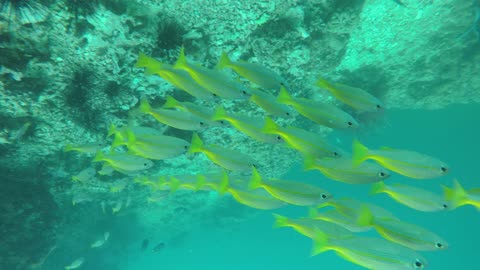 fishes underwater(sea) in thailnad