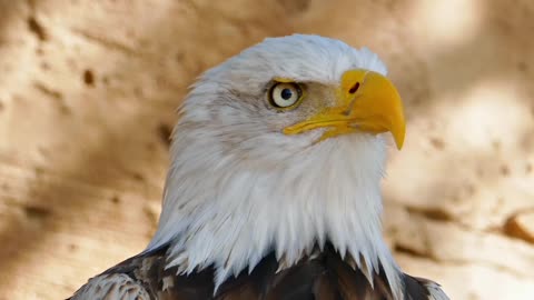 Bald Eagle: America’s Fursona