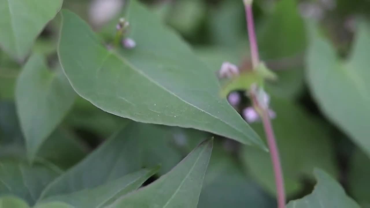 Identifying wild buckwheat