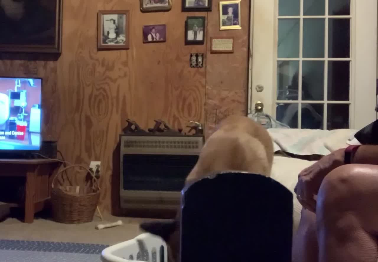 Doggy adorably assists owner with the laundry