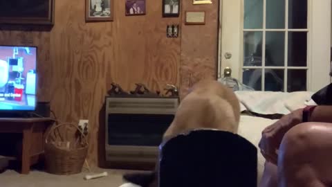 Doggy adorably assists owner with the laundry