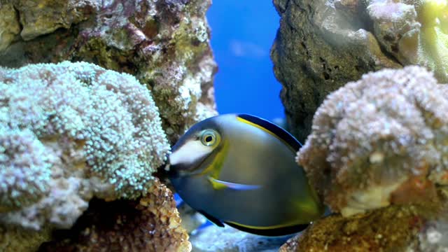 Two beautiful strange fish