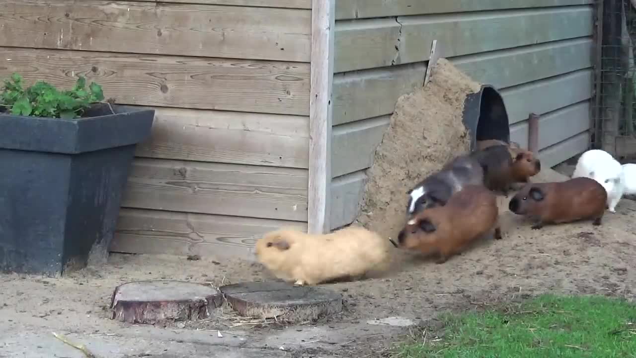 Guinea pig herd having breakfast and dinner