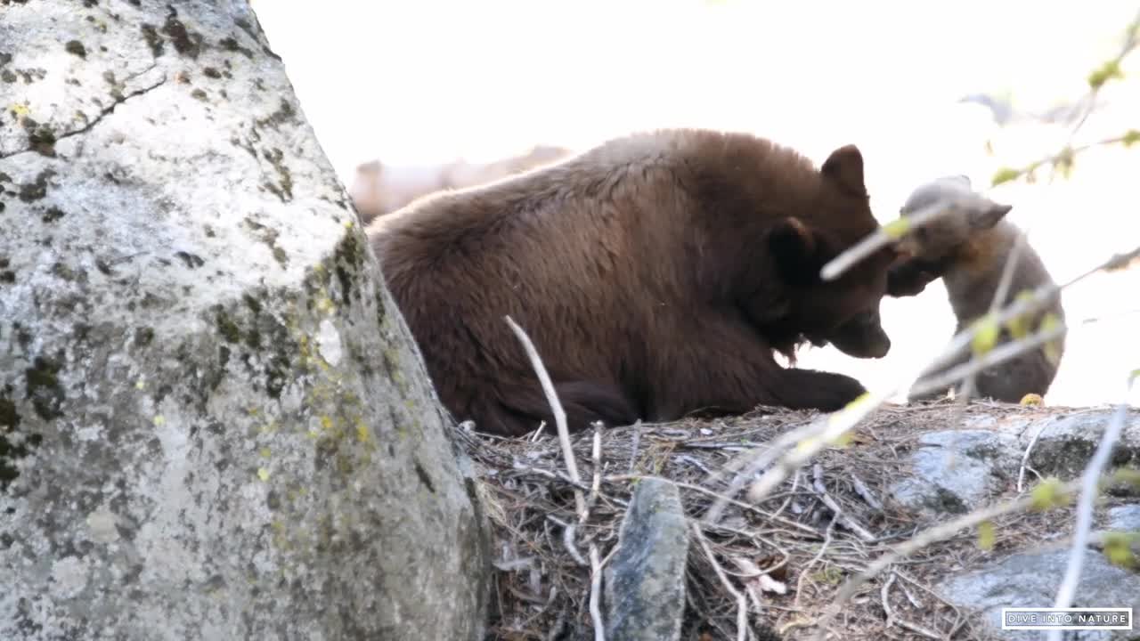 Mother Black Bear & Her Adorable Bear Cub in Sequoia National Park - California