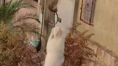 Hilarious Hijinks: Unleashing the Laughter with Funny Animal Videos😄🤣
