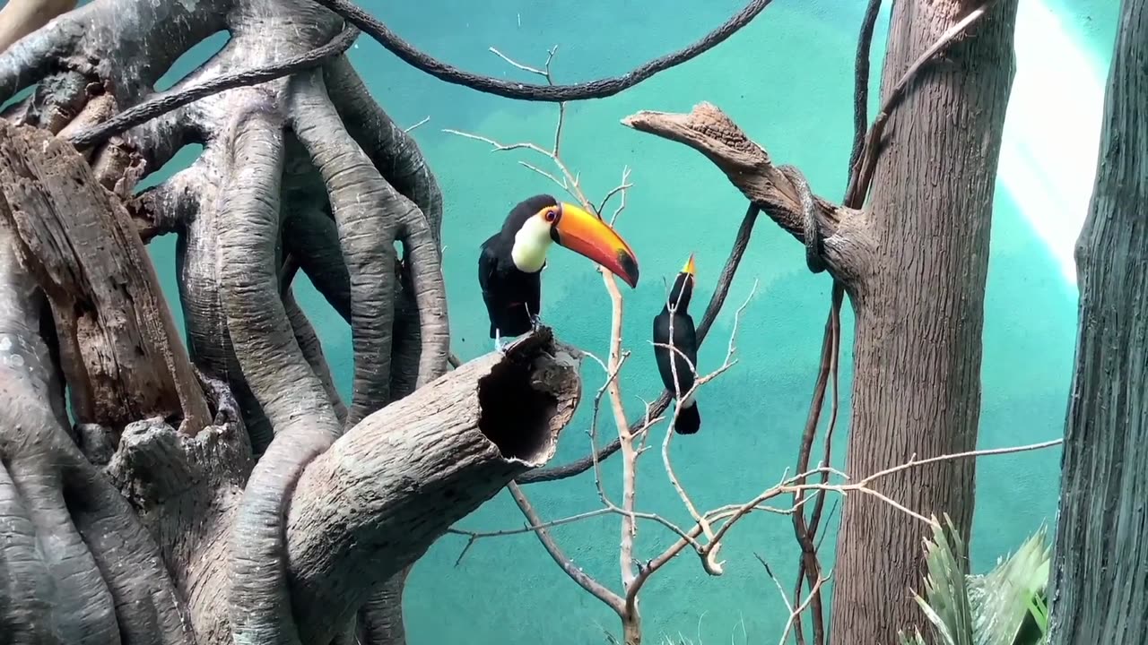 Exotic Birds - Toco Toucan Video Romance