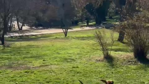 Dachshund puppy in the woods