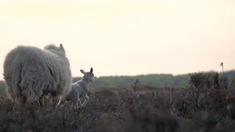 Lamb Farm Animal Sheep Wool Animals Eating Nature