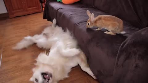 Dog Tries To Get Rabbit's Attention At Any Cost