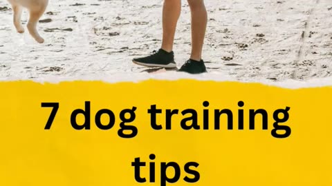 7 dog training tips