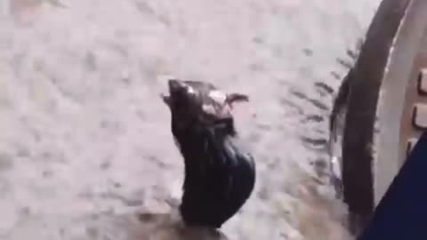 Rat cut taking a bath in the rain!!