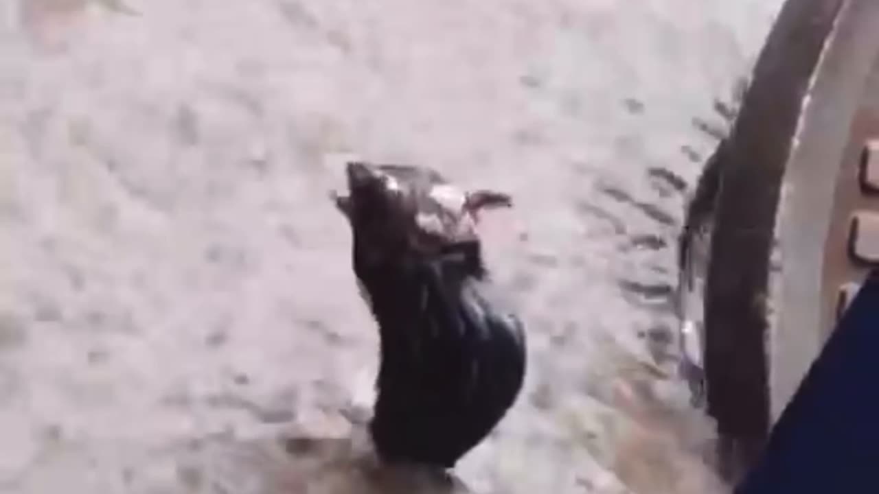 Rat cut taking a bath in the rain!!