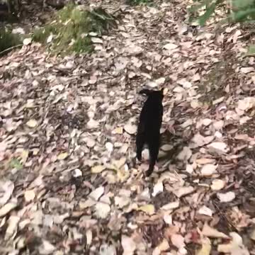 Zaz Fritz Babe n Rita