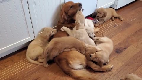 Mother Dog & Cute Kids