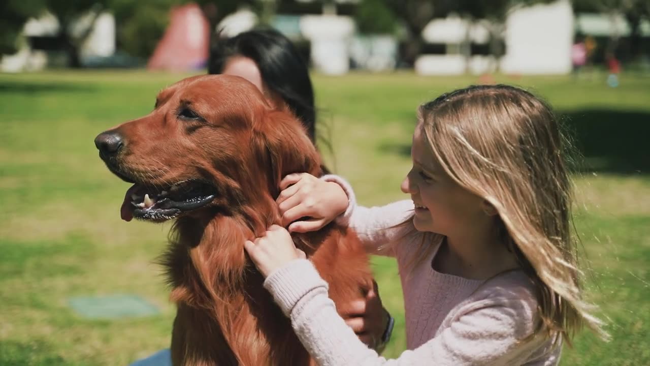 Cute dog training