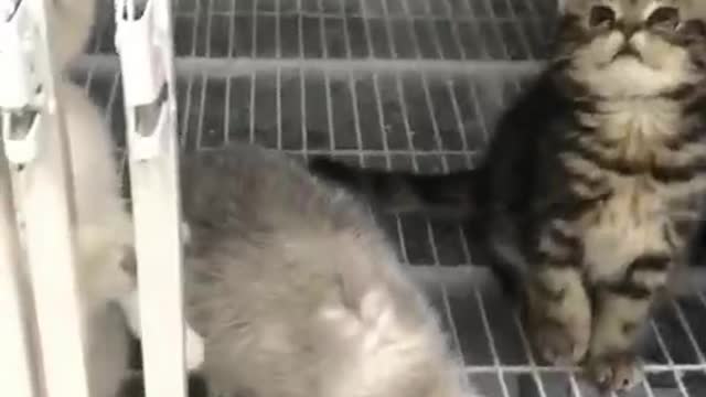 A flock of cats in a cage