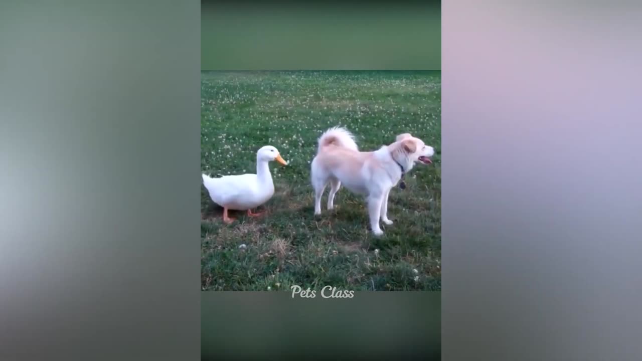 Funny Animals at Home