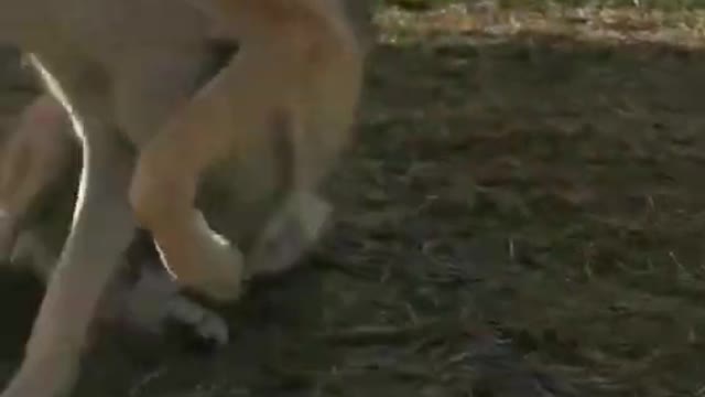 Dogs Fights Because Of Food