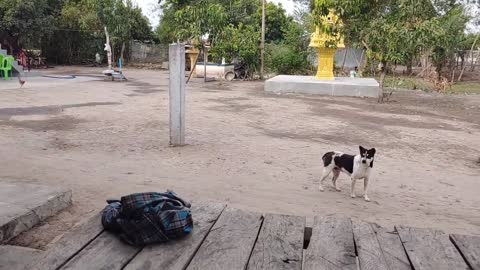 Dog run with fake tiger prank