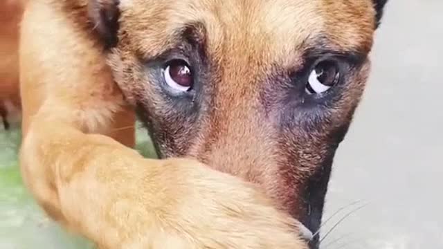 Funny dog reaction