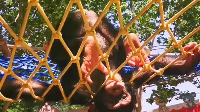The little chimp is acting up again