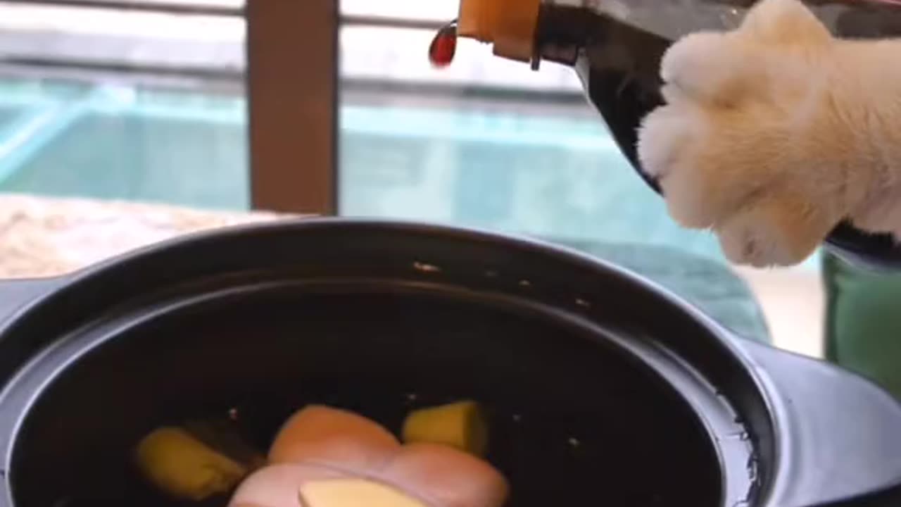 Cat video