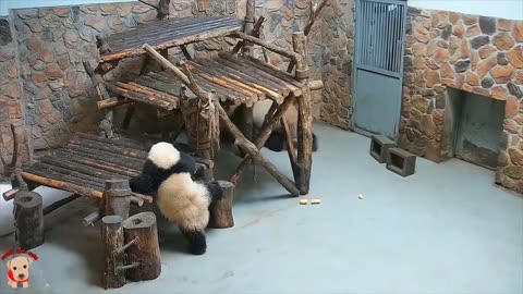 Cute funny 🐼 pandas