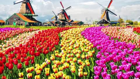 Tulips from Amsterdam Holland, Different Varieties And Colours