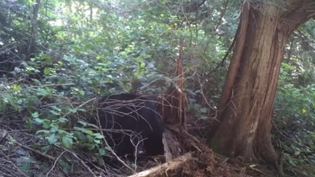 Black Bear Tears Down Old Tree to Snag Some Grubs