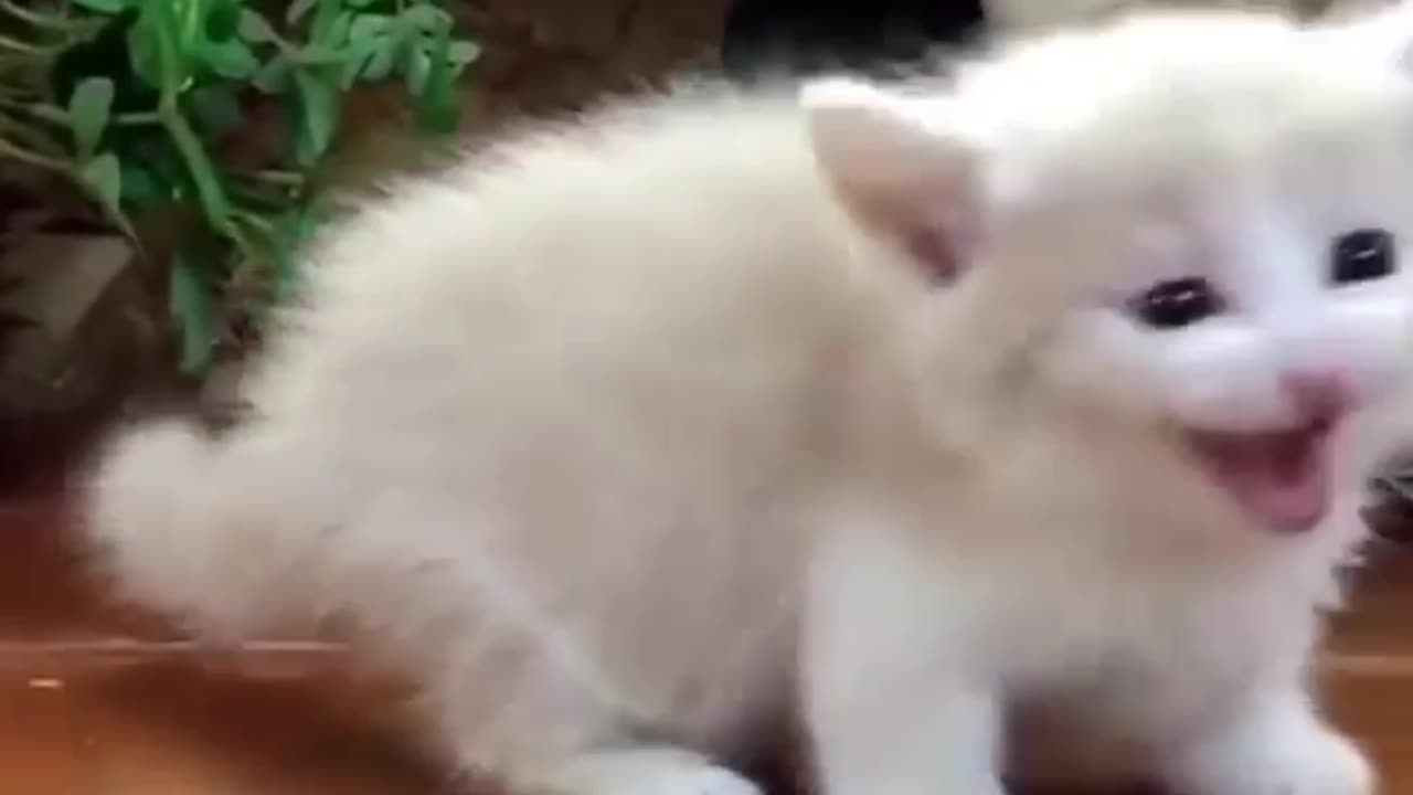 Cute cat funny video