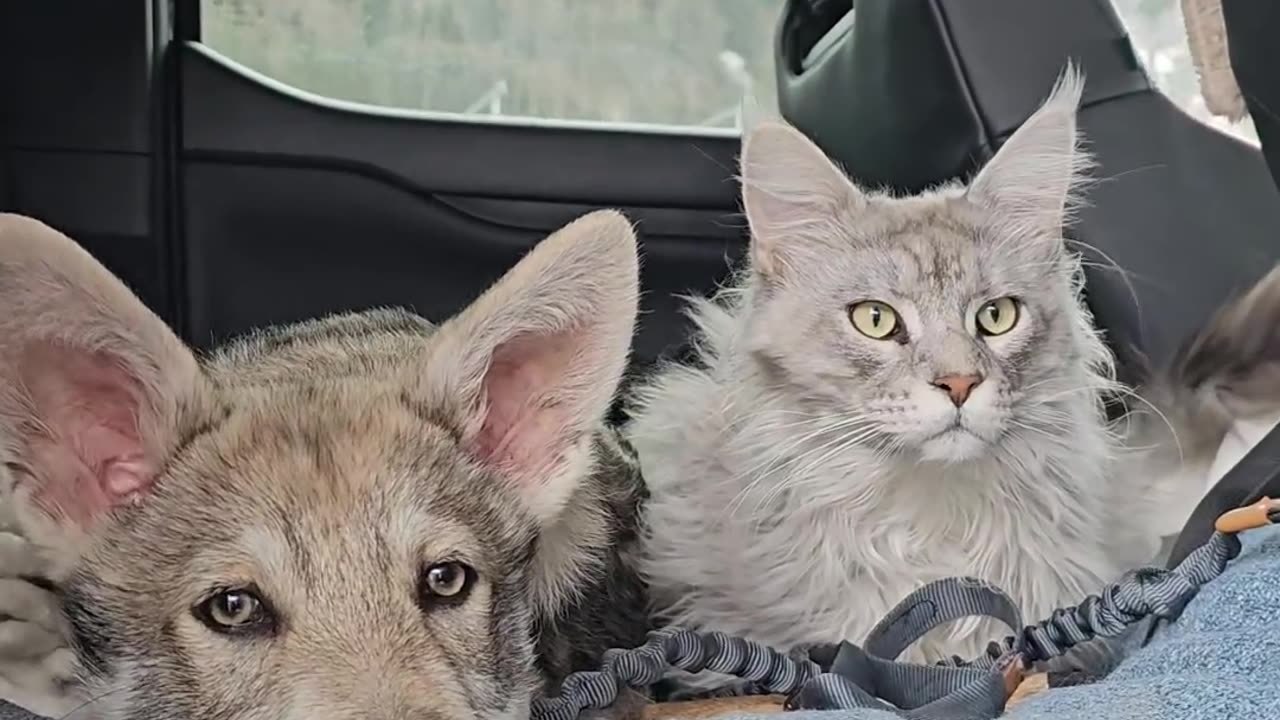 Travelbuddies Wolfdog and Maine Coon