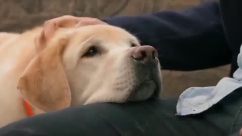 Dog emotaional video😊