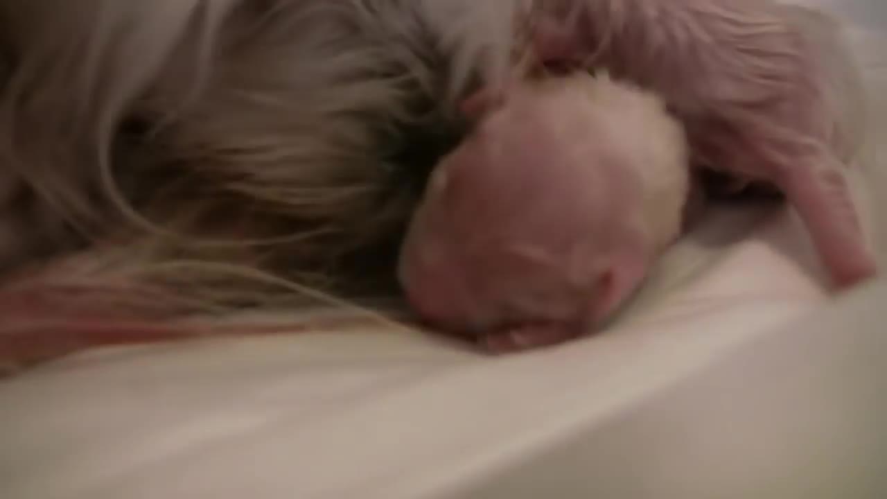 Maltese Puppies - new born