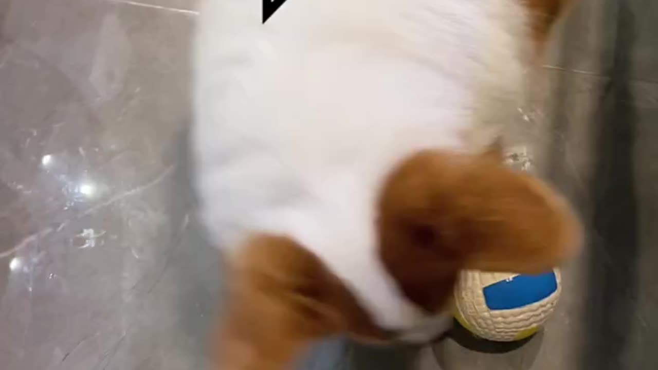 What do you want Pet Debut Plan Scientific Pet Raiders