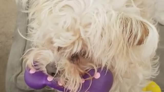 Amanda Grace Talks...Chloe freaking out on her cousin Roxie!