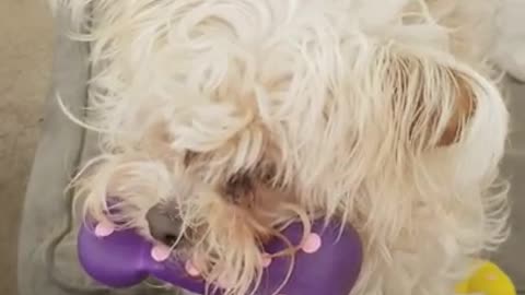 Amanda Grace Talks...Chloe freaking out on her cousin Roxie!