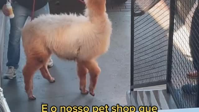 E o nosso pet shop querecebeu uma Ilhama para dar banho