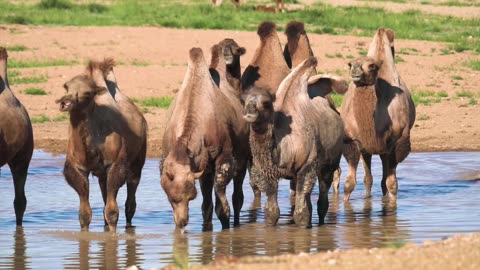 Camel, Rhino, Bison Life in Forest| Animal video|