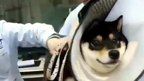 Shiba inu vaccination 😂😂😂😂