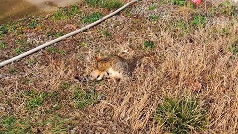 A cute playful kitten is having fun in the yard 🥰😍 Interesting cat video