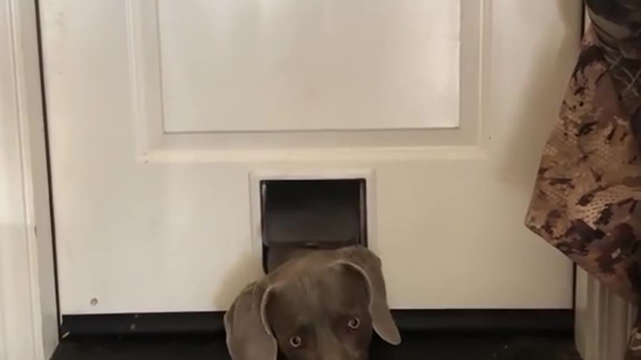 Cute Dog Video