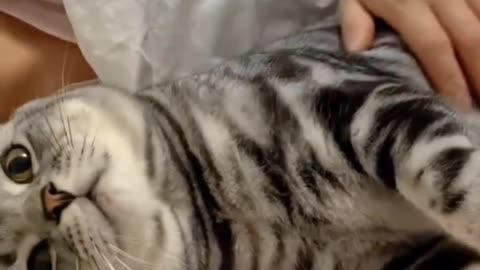 Cute cat with her owner Natural video