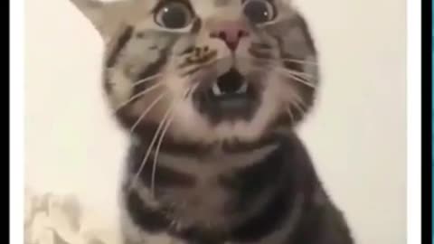 Funny cats video 🤣🤣