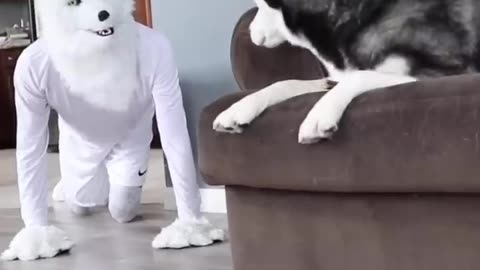 Husky Pranked By Wolf Mask!