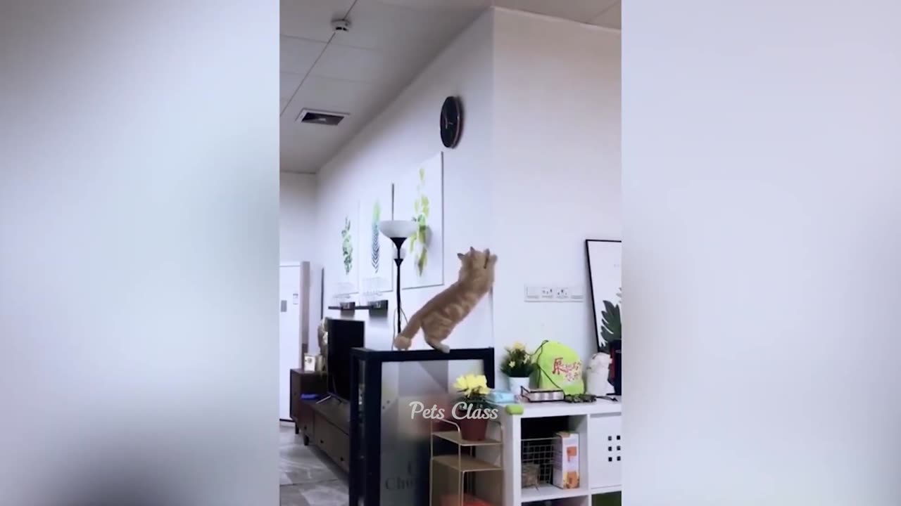 New Funny Animals π Funniest Dogs and Cats Videos πΊπΆ Part 10