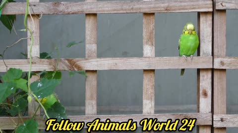 This birds and dogg funny animals video