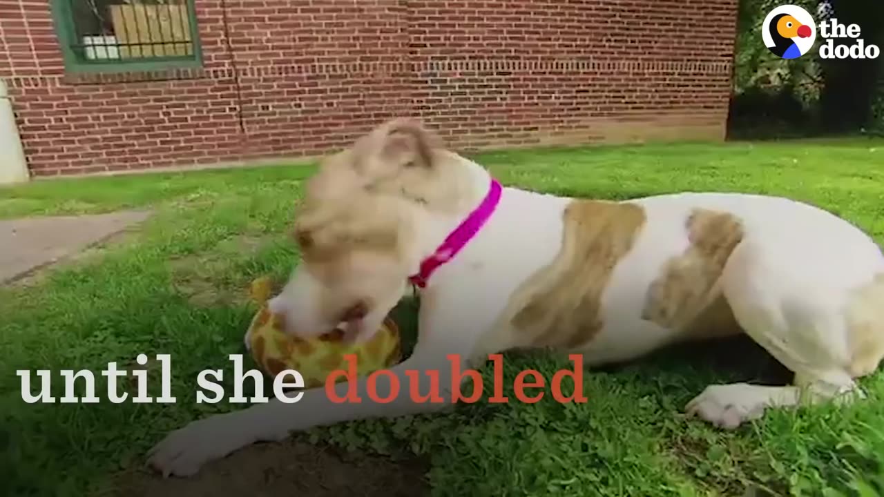 This Starving Dog Will Never Be Hungry Again | The Dodo