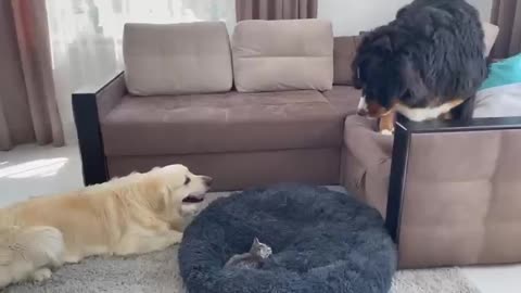 Golden Retriever and Bernese Mountain DogShocked by a Kitten occupying dog bed